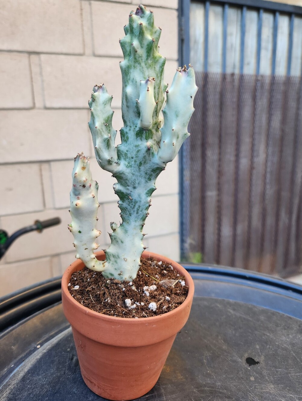 RARE 10" Euphorbia Lactea Ghost Variegated Dragon Bones With multiple arms - Picture 13 of 14